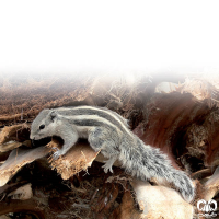 گونه سنجاب بلوچی Funambulus pennantii